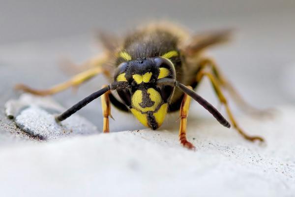Hybrid Pest Control