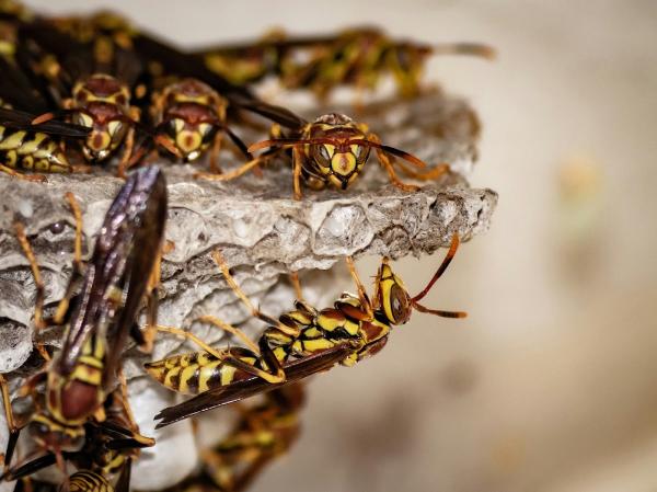 Hybrid Pest Control