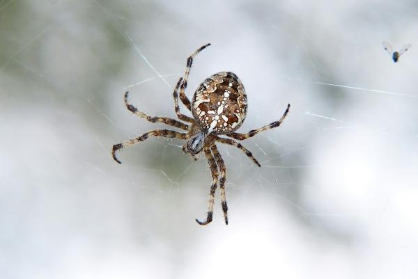 Hybrid Pest Control