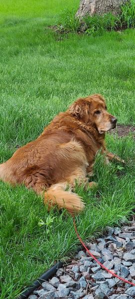 Rainmaster Lawn Systems