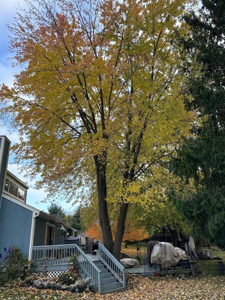 Woody's Tree Service