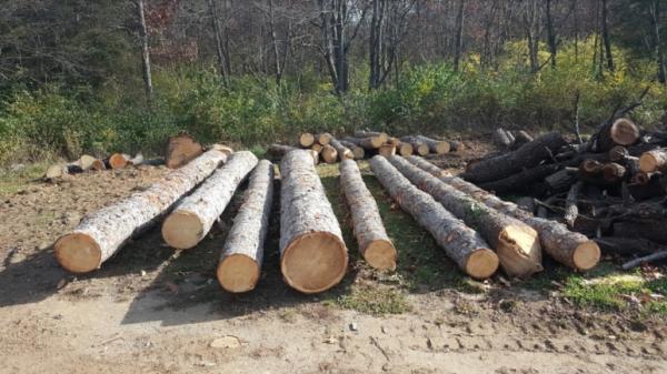 Backwoods Tree Co.