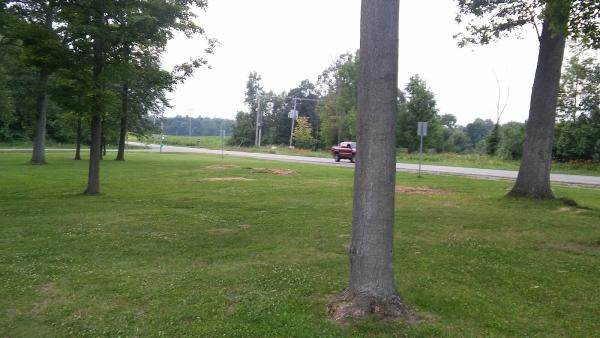 Backwoods Tree Co.