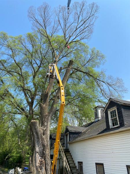 A-1 Tree & Mulch