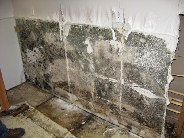 Mold Kansas City