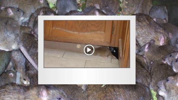 Terminators Pest Control LLC