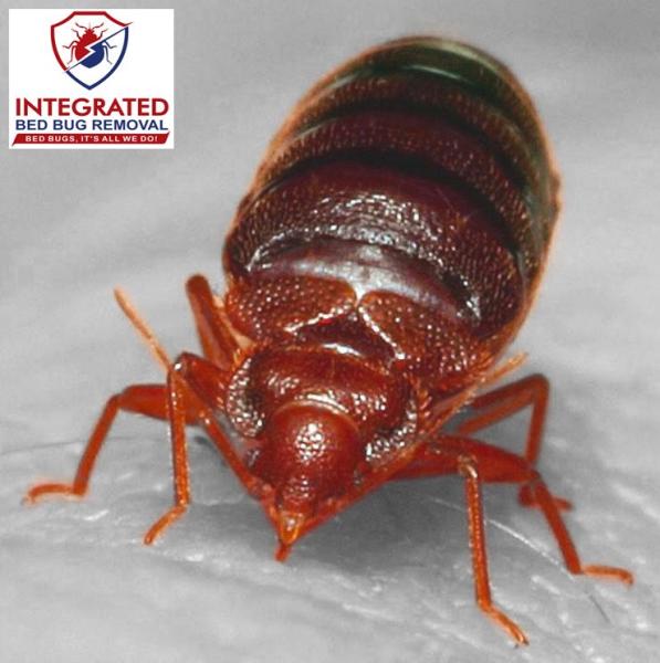 Integrated Bed Bug Removal