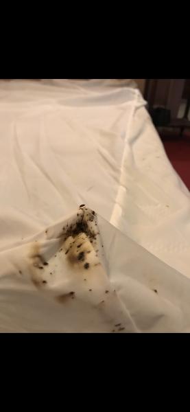 Integrated Bed Bug Removal