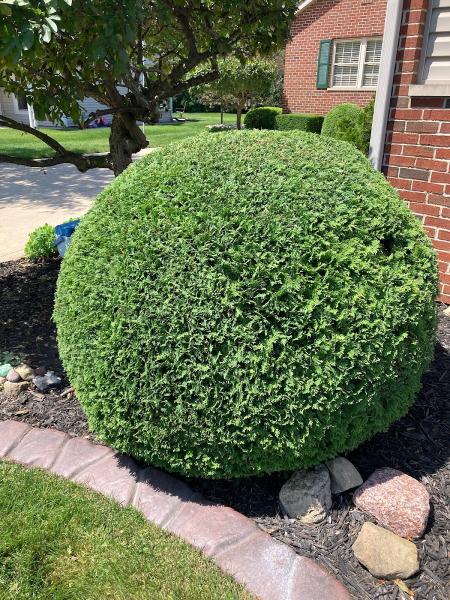 10x Better Lawn and Landscape