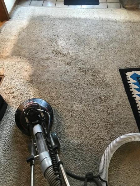 Blue Dog Carpet Cleaning