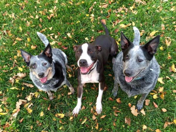 Blue Dog Carpet Cleaning