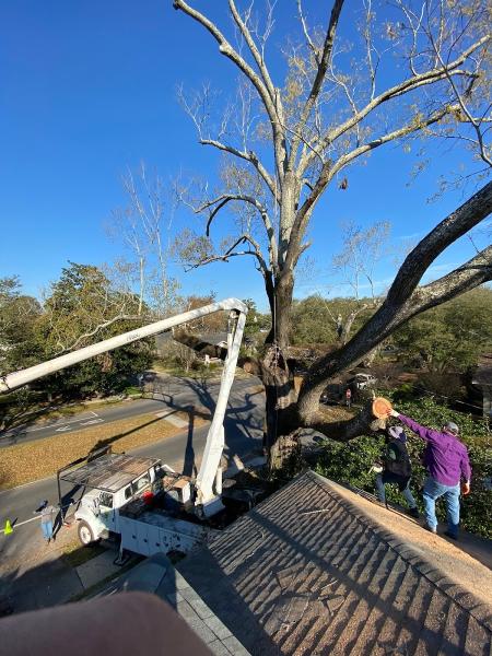 Varelas Tree Service