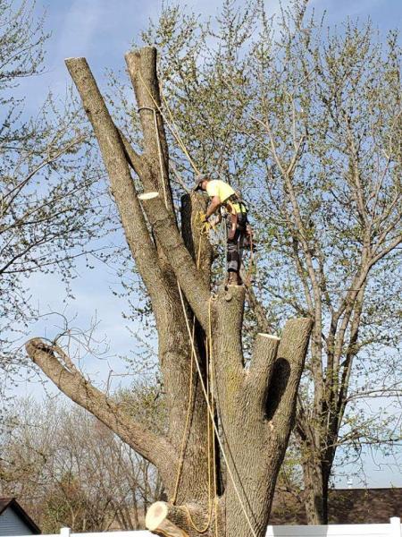 Douglas Timber Solutions