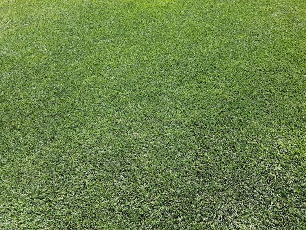 Budding Lawn Solutions