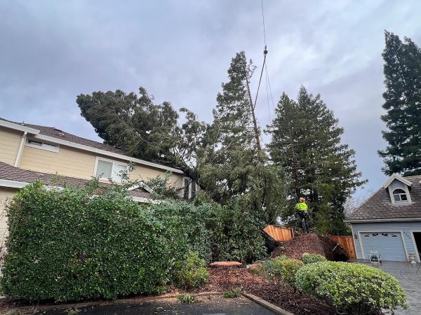 Easystumps Tree Services Corp