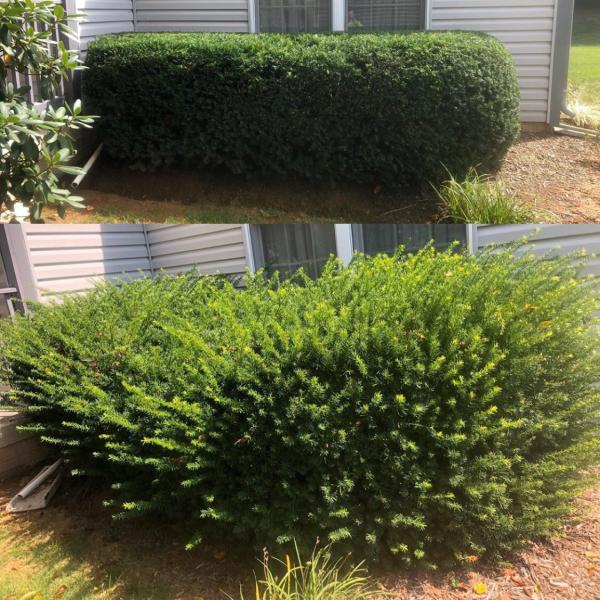 Quality Lawn Care LLC