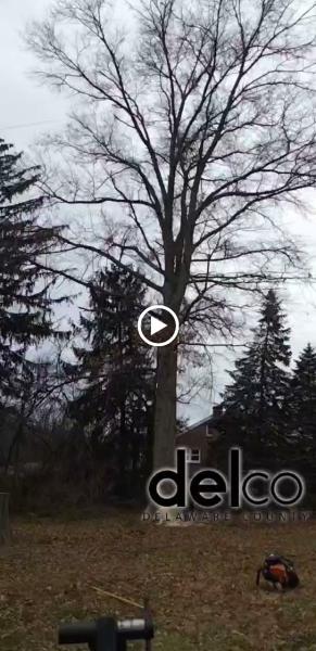 Miller's Tree Service & Firewood Delivery