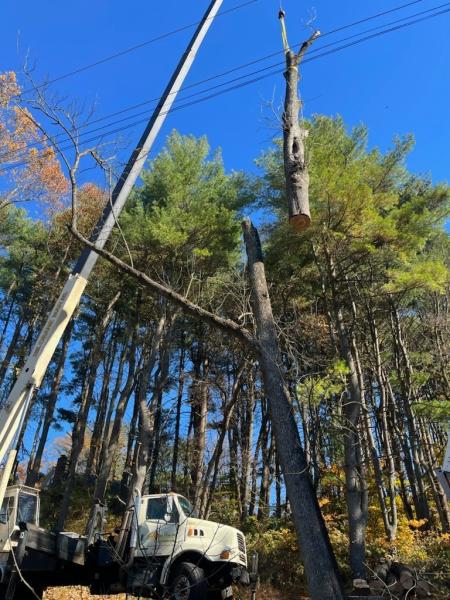 Miller's Tree Service & Firewood Delivery
