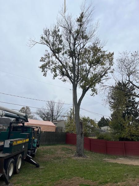 Miller's Tree Service & Firewood Delivery