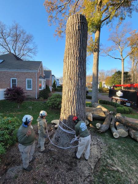 Pulla Tree Services