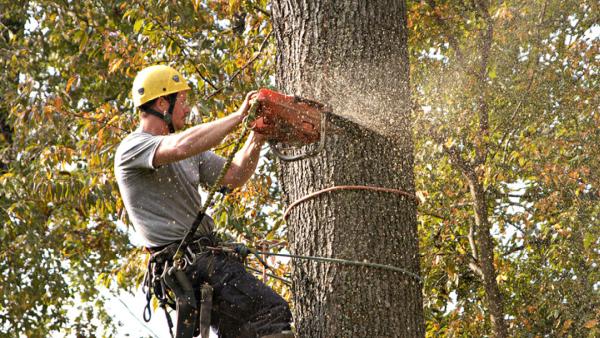 A Better Cut Tree Services