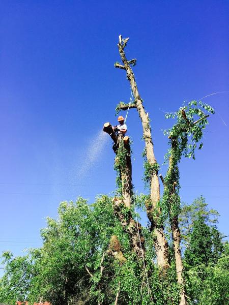 Strong Tree Services