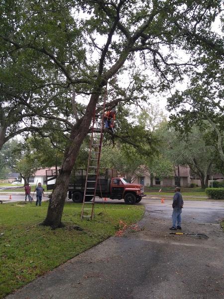 Professional Tree Service