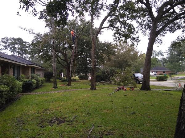 Professional Tree Service
