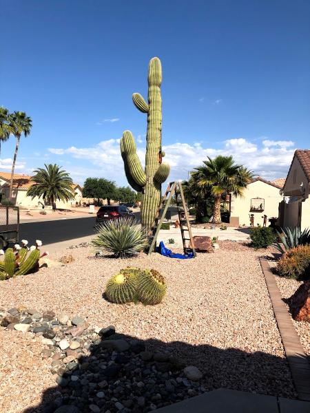 AZ Cactus Experts