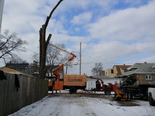 Green Oak Tree Service