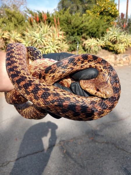 Wildlife Removal Services