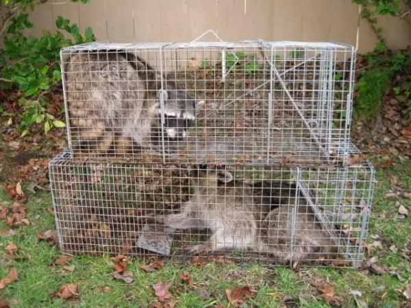 Wildlife Removal Services