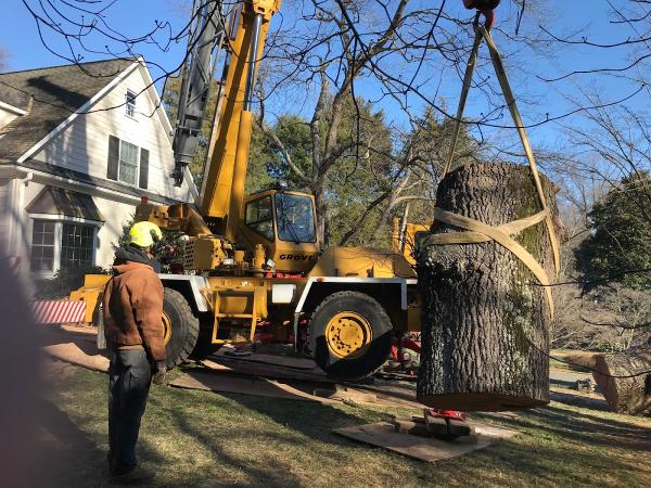 Lusk Tree Services