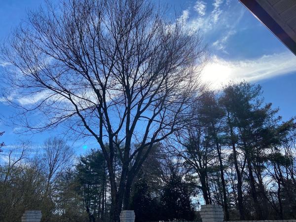 Lusk Tree Services