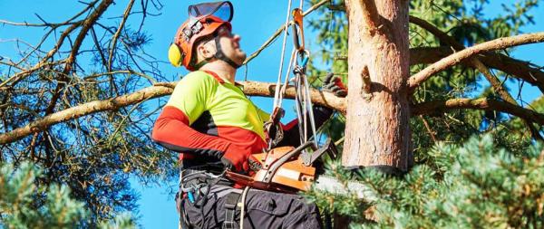 Abita Tree Service