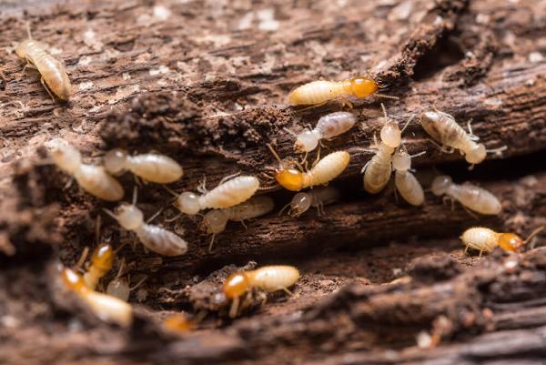 Tanler Termite and Pest Control
