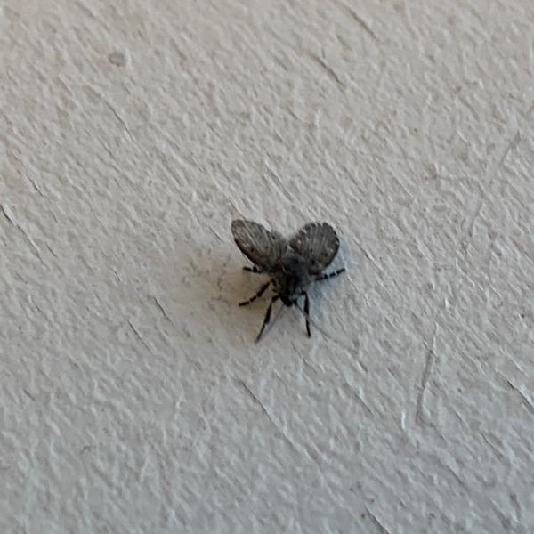 Peerless Pest Control
