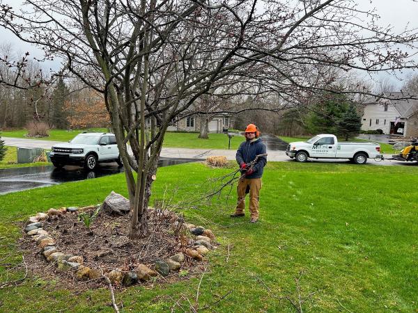 MLS Tree Services