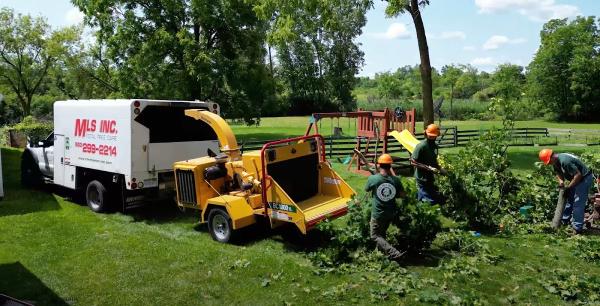 MLS Tree Services