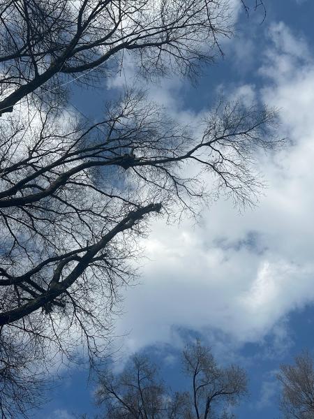 Alberto Tree Care