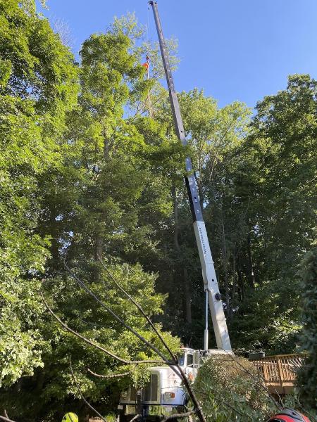 Jams Tree Services
