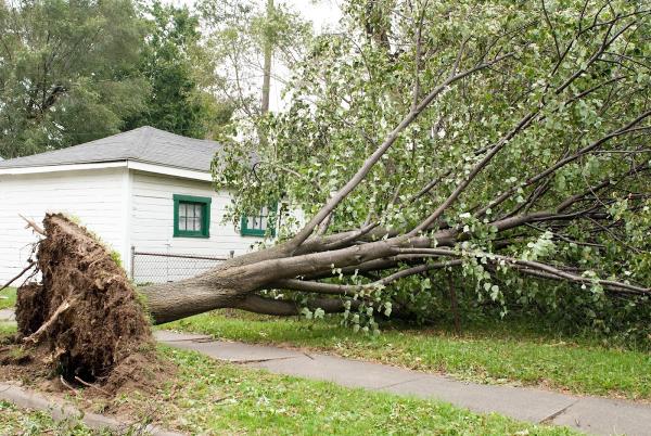 Arlington Tree Service