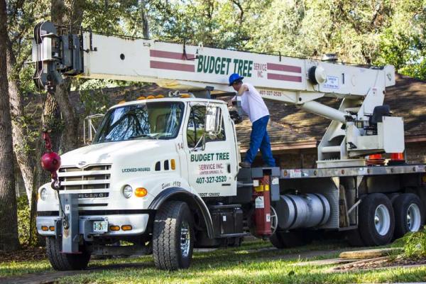 A Budget Tree Service