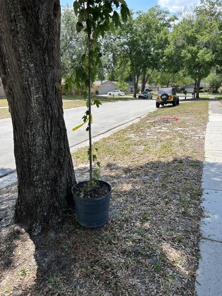 A Budget Tree Service