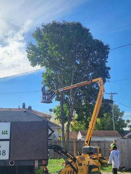 Tree Frog Service Llc.