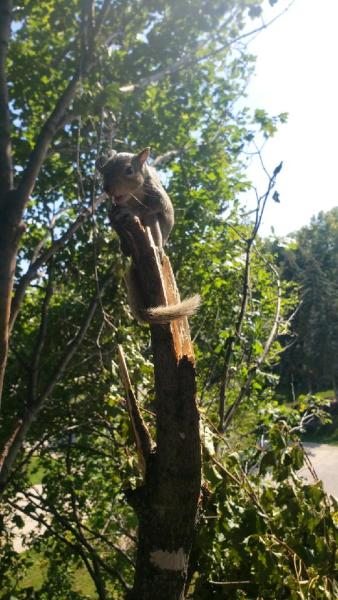 Tree Frog Service Llc.