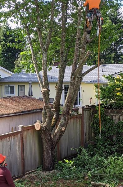 JT Tree Service