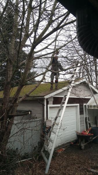JT Tree Service