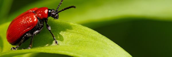 Bug Master