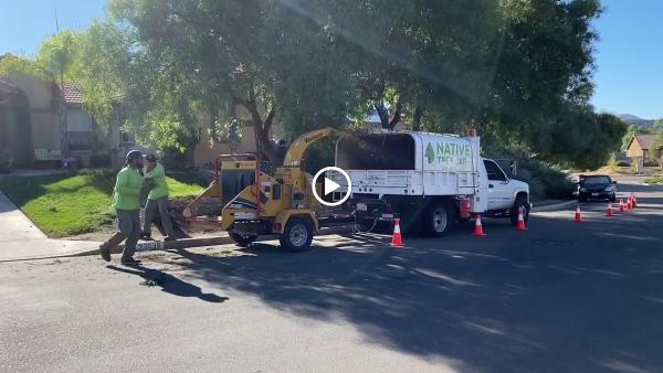 Native Tree Care